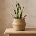Cesta pequeña de junco Bolma como cubremacetas de una sansevieria